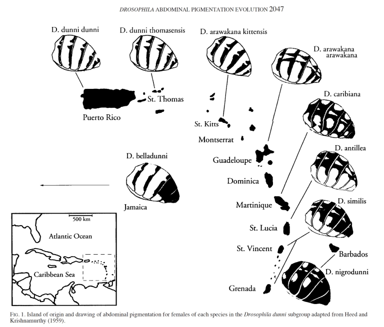 A map of William B. Heed's journey of the Lesser Antilles islands and pigmentations of Drosophila.